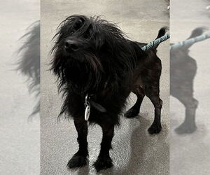 Mutt Dogs for adoption in Forestville, MD, USA