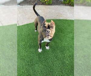 American Staffordshire Terrier Dogs for adoption in Corona, CA, USA
