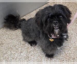 Maltese Dogs for adoption in Pueblo, CO, USA