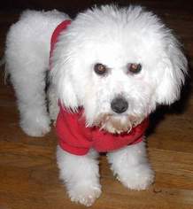 Bichon Frise Dogs for adoption in Downey, CA, USA