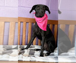 Mutt Dogs for adoption in Genesee, WI, USA