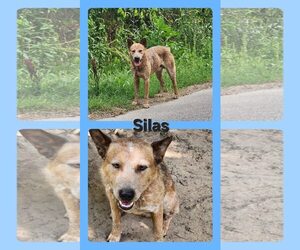 Mutt Dogs for adoption in Unionville, PA, USA