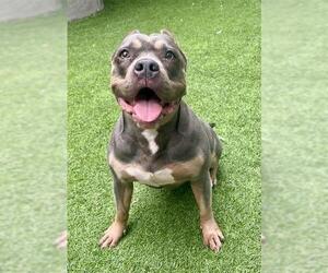 American Pit Bull Terrier Dogs for adoption in San Francisco, CA, USA