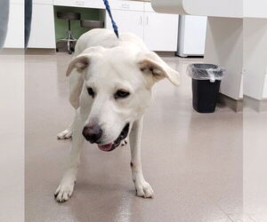 Labrador Retriever-Unknown Mix Dogs for adoption in La Porte, IN, USA