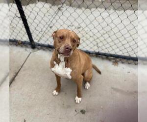 American Pit Bull Terrier-Unknown Mix Dogs for adoption in Tulsa, OK, USA