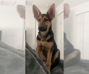 German Shepherd Dog-Unknown Mix Dogs for adoption in Princeton, MN, USA