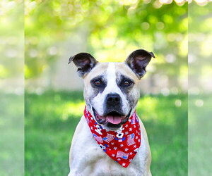 Mutt Dogs for adoption in Unionville, PA, USA