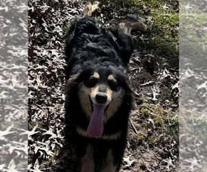 Australian Shepherd-Unknown Mix Dogs for adoption in Aurora, IN, USA