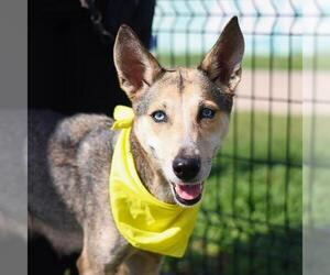 German Shepherd Dog-Unknown Mix Dogs for adoption in San Antonio, TX, USA