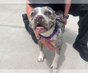 Bulldog-Staffordshire Bull Terrier Mix Dogs for adoption in Denver, CO, USA