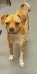 Puggle Dogs for adoption in Winder, GA, USA
