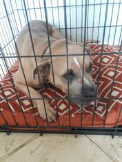 Boxador Dogs for adoption in Dana Point, CA, USA