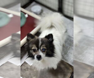 Pomeranian Dogs for adoption in Mukwonago, WI, USA