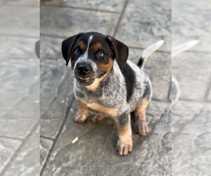 Mutt Dogs for adoption in Fenton, MO, USA