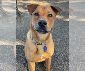 American Pit Bull Terrier-Labrador Retriever Mix Dogs for adoption in Woodland, CA, USA