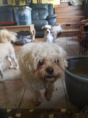 Shih-Poo Dogs for adoption in Alexandria, KY, USA