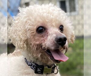 Poodle (Miniature) Dogs for adoption in Pacolet, SC, USA