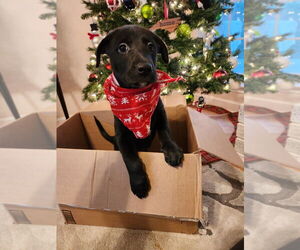 Labrador Retriever-Unknown Mix Dogs for adoption in Mooresville, NC, USA