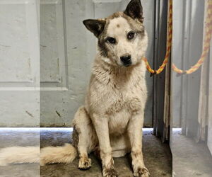 Huskies -Unknown Mix Dogs for adoption in Las Vegas, NM, USA