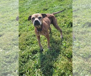 Boxer Dogs for adoption in Fairfield, IL, USA
