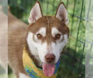 Siberian Husky Dogs for adoption in San Antonio, TX, USA