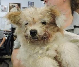 Medium Photo #1 Pomeranian-Unknown Mix Puppy For Sale in Pawtucket, RI, USA