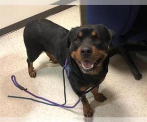 Rottweiler Dogs for adoption in Plano, TX, USA