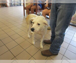 Labrador Retriever-Unknown Mix Dogs for adoption in Ocala, FL, USA