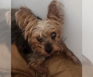 Mutt Dogs for adoption in Oakland Park, FL, USA