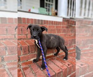 Dutch Shepherd -Mountain Cur Mix Dogs for adoption in Columbus, NC, USA