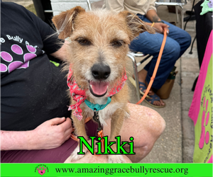 Mutt Dogs for adoption in Milton, FL, USA