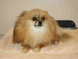 Pomeranian Dogs for adoption in Placerville, CA, USA