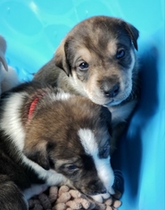 Borador Dogs for adoption in Murfreesboro, TN, USA