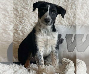 English Shepherd-Unknown Mix Dogs for adoption in Alexander, AR, USA