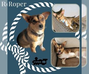 Pembroke Welsh Corgi-Unknown Mix Dogs for adoption in Lindsay, CA, USA