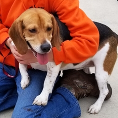Medium Photo #1 Beagle Puppy For Sale in Thomasville, NC, USA