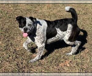 Mutt Dogs for adoption in Drexel, MO, USA