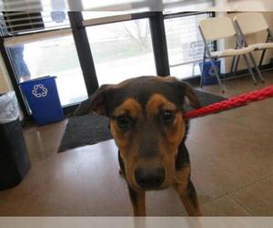 German Shepherd Dog-Unknown Mix Dogs for adoption in Temple, TX, USA