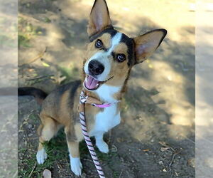 Shollie Dogs for adoption in Long Beach, CA, USA