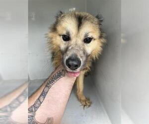 Collie-Unknown Mix Dogs for adoption in Houston, TX, USA