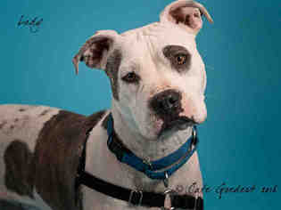 Medium Photo #1 American Bulldog-Unknown Mix Puppy For Sale in Santa Fe, NM, USA