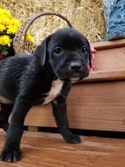 Lab-Pointer Dogs for adoption in Monroe, GA, USA