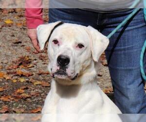 American Bulldog-Unknown Mix Dogs for adoption in Marble, NC, USA