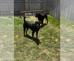 Rottweiler Dogs for adoption in San Antonio, TX, USA