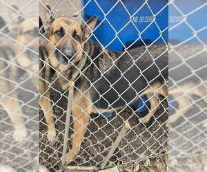 German Shepherd Dog-Unknown Mix Dogs for adoption in San Antonio, TX, USA