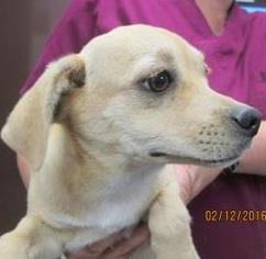 Mutt Dogs for adoption in Arlington, WA, USA