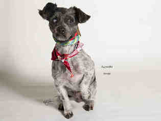 Shih Tzu Dogs for adoption in Moreno Valley, CA, USA