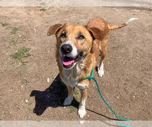 German Shepherd Dog-Unknown Mix Dogs for adoption in Orange, CA, USA