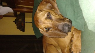 Redbone Coonhound Dogs for adoption in Clarkston, MI, USA