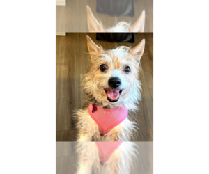 Cairn Terrier-Unknown Mix Dogs for adoption in Plymouth, MN, USA